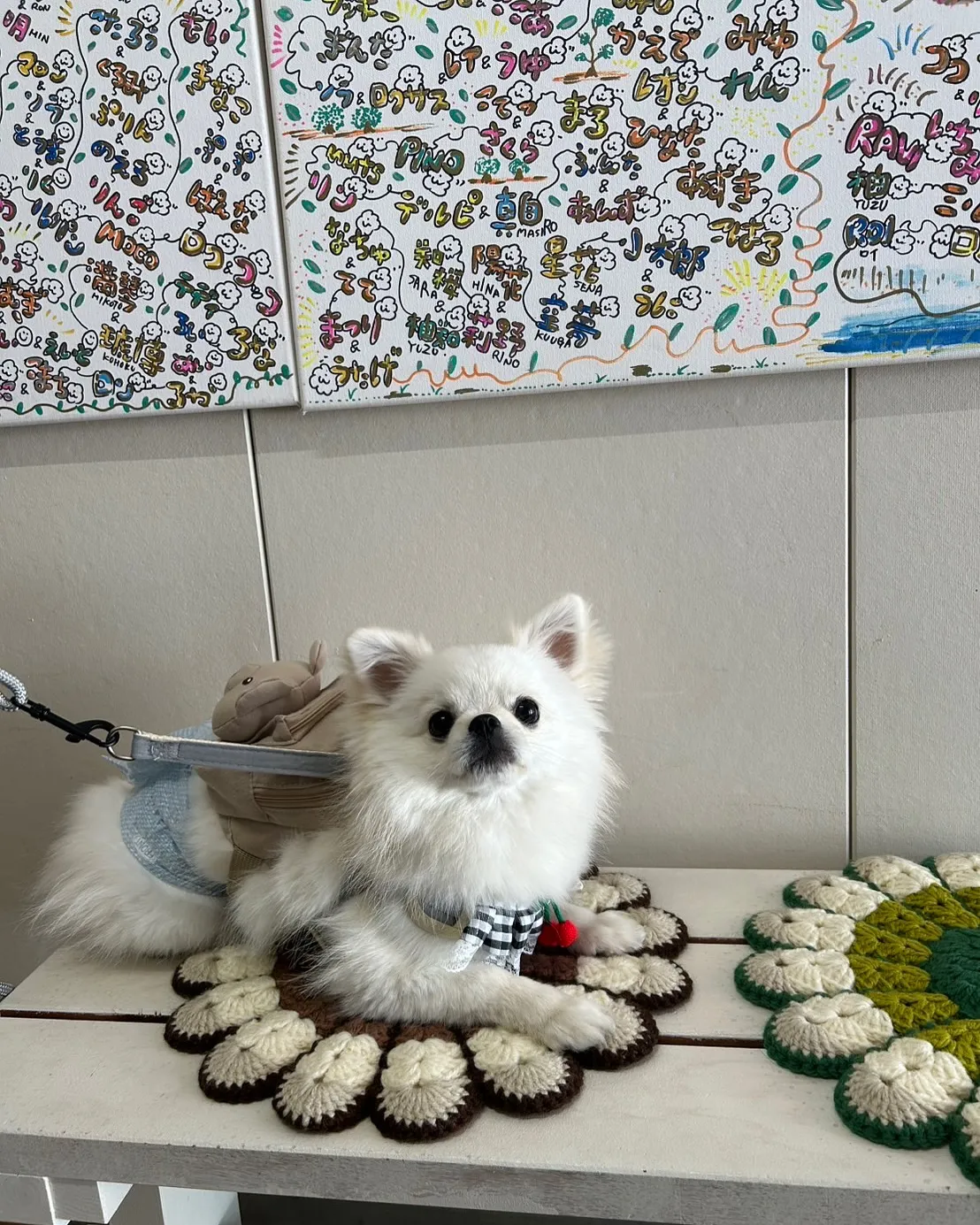 【しらすのおせんべい、初くん（ポメチワ）も気に入ってくれまし...