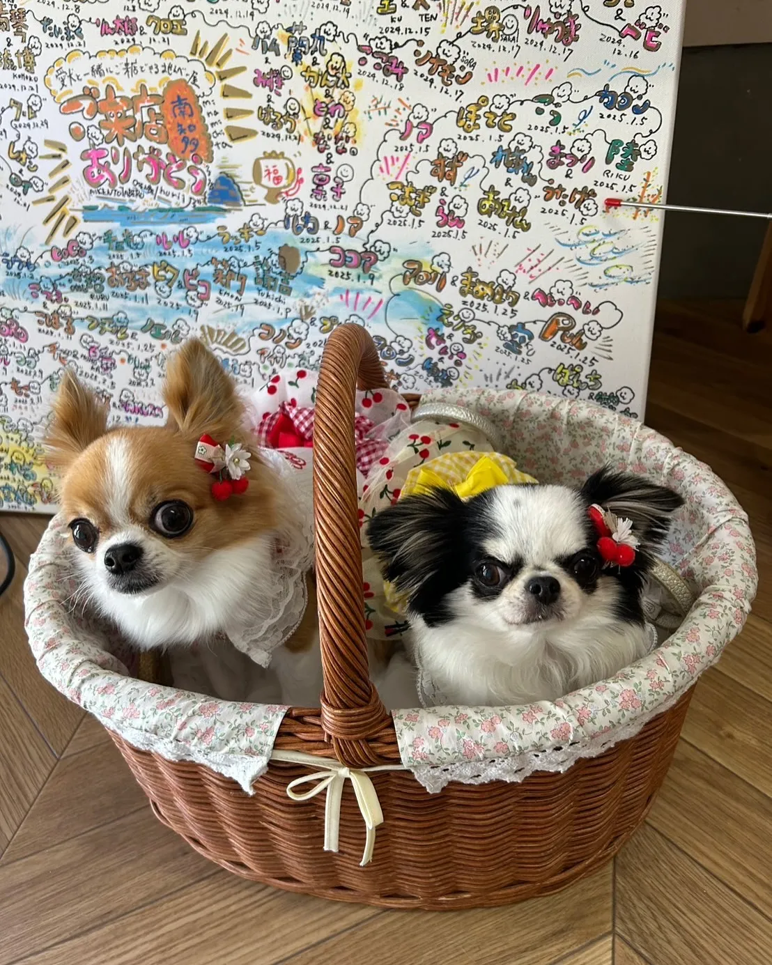 【まつりちゃん&うたげちゃん、ふりりのおせんべいに夢中!南知...