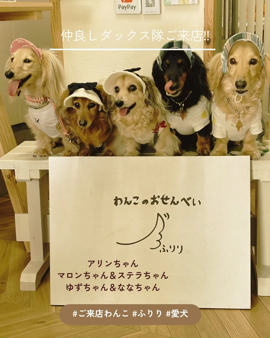 【仲良しダックス隊ご来店ありがとう!ふりりのおせんべいを楽し...