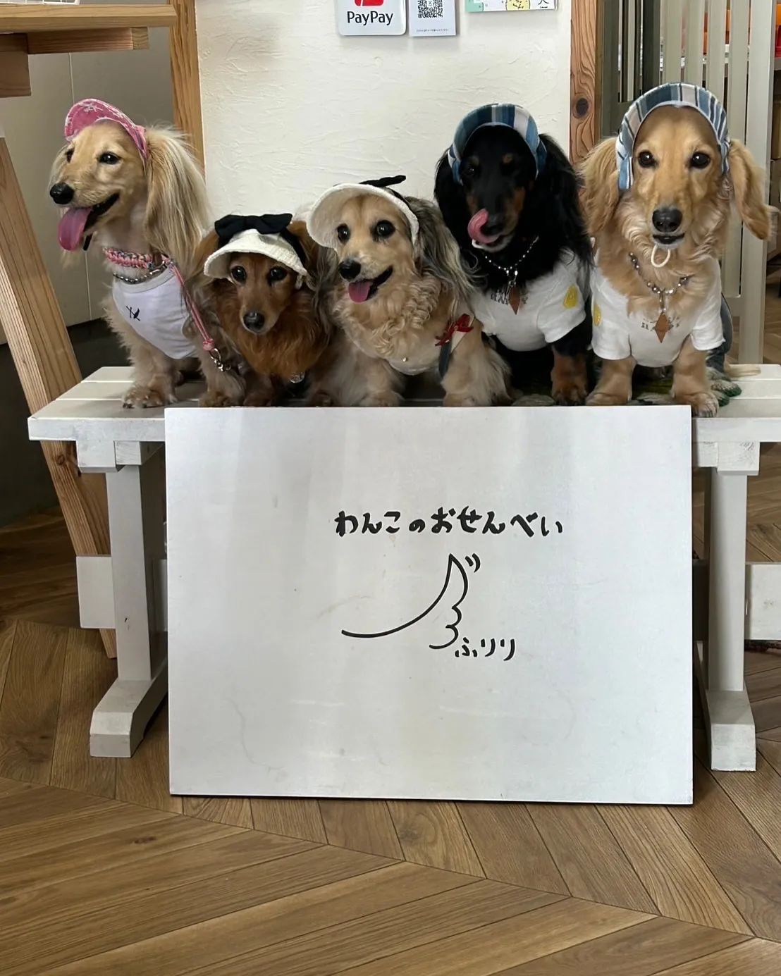 【仲良しダックス隊ご来店ありがとう!ふりりのおせんべいを楽し...