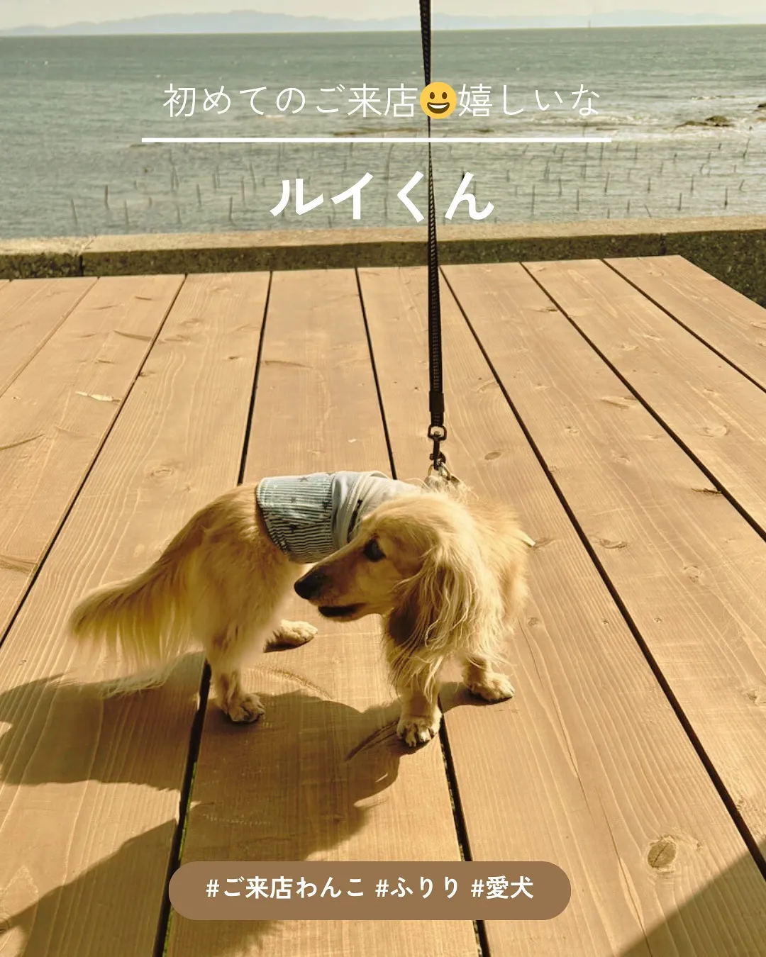 【ルイくん、はじめてのふりり体験！まんまとトマトを堪能♪】