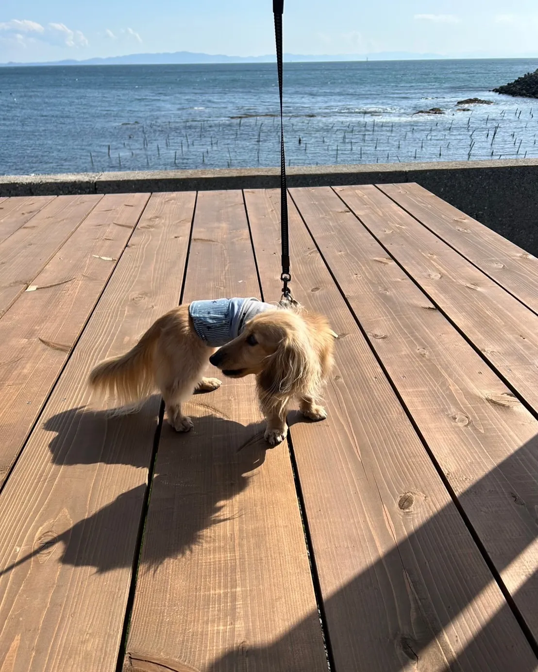 【ルイくん、はじめてのふりり体験！まんまとトマトを堪能♪】