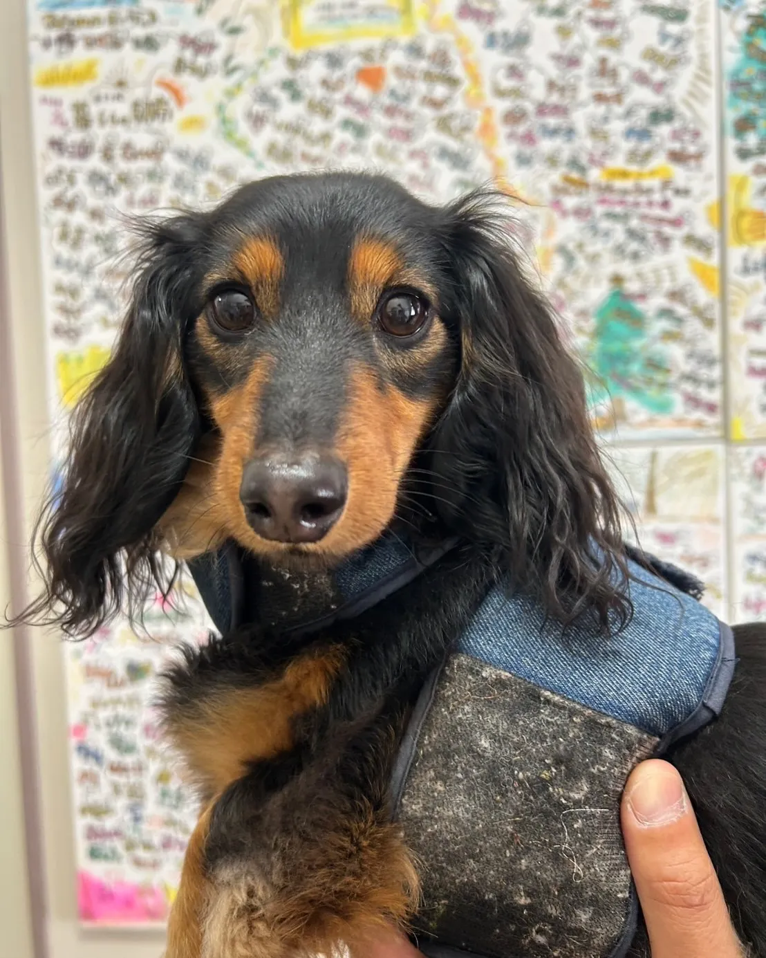 【まろんちゃん｜初めてのふりり体験＆わんぼうだい】