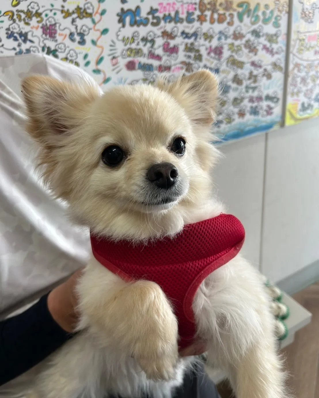 【タムくんと海の見えるふりりへ｜無添加おせんべい体験】