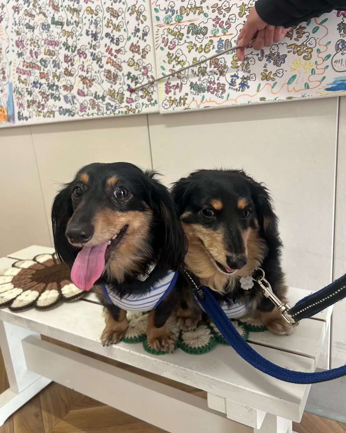 満琴くん&琥博くん、いつもありがとう!ふりりおせんべいも完食...