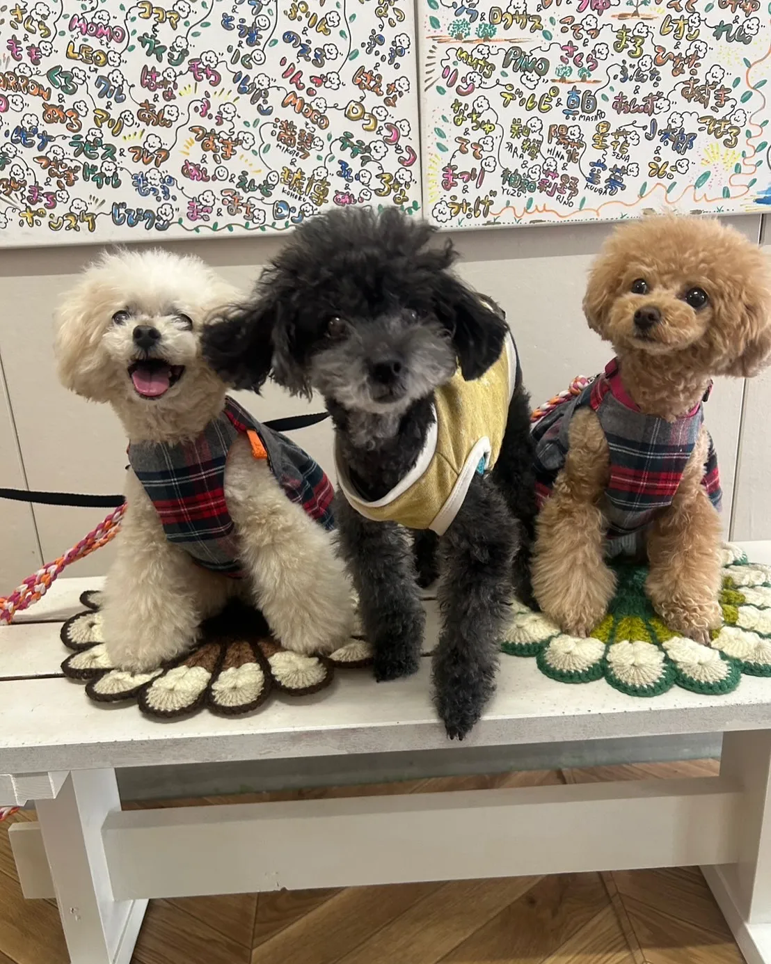 【空くん＆音ちゃん＆花ちゃん、再びふりりへ！愛犬と一緒に食べ...