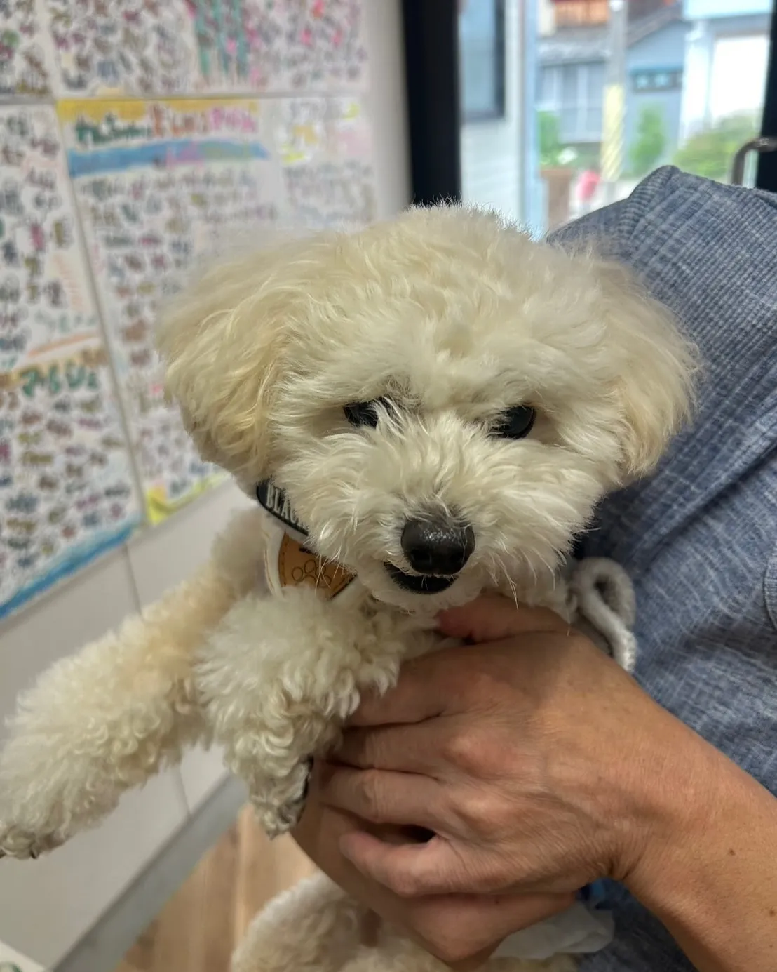 ココくん、またまたふりりへようこそ♪愛犬と一緒に食べられる無...