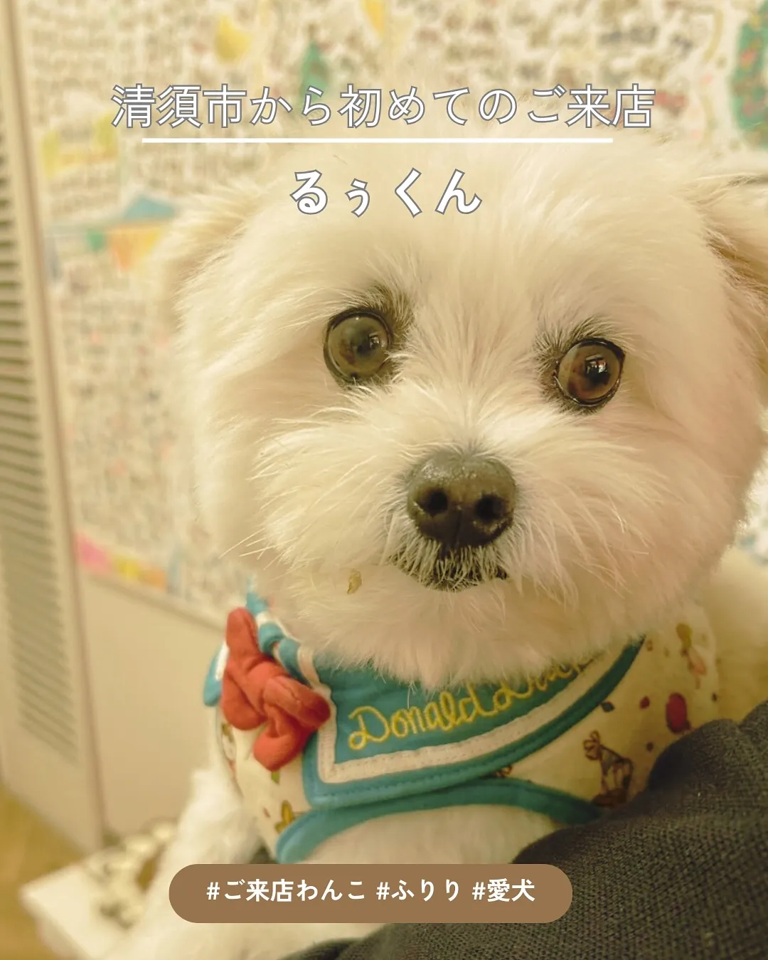 【るぅくん、ウドちゃんきっかけでふりり初来店♪ 無添加おせん...