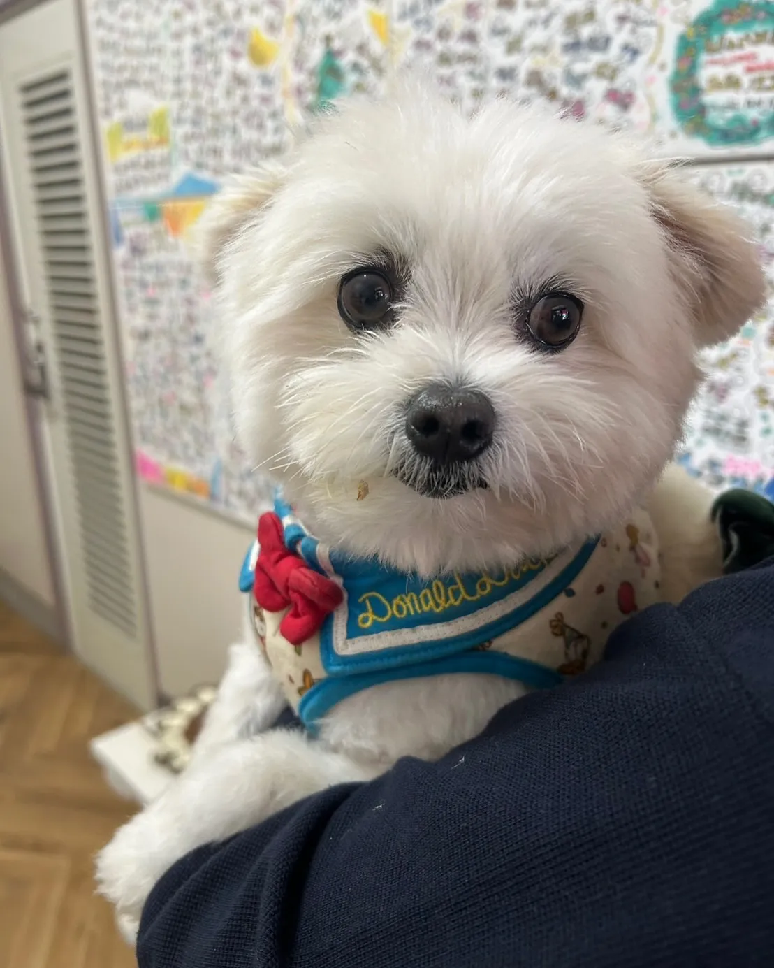 【るぅくん、ウドちゃんきっかけでふりり初来店♪ 無添加おせん...