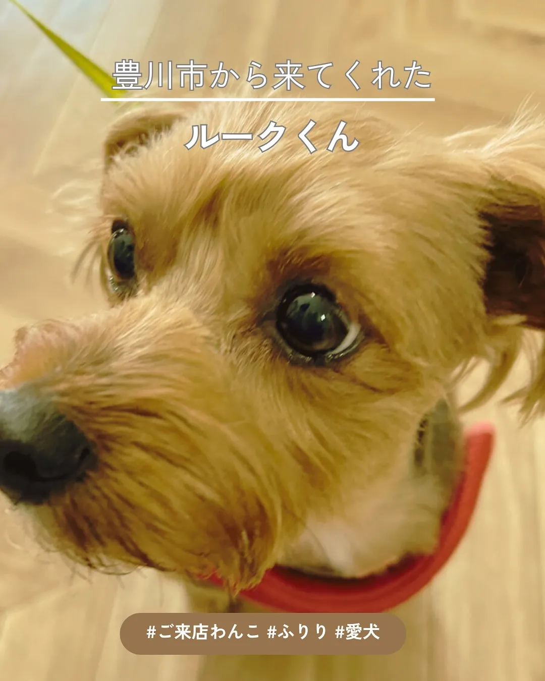 YouTubeきっかけでふりりにご来店♪ルークくん(ヨーキー...