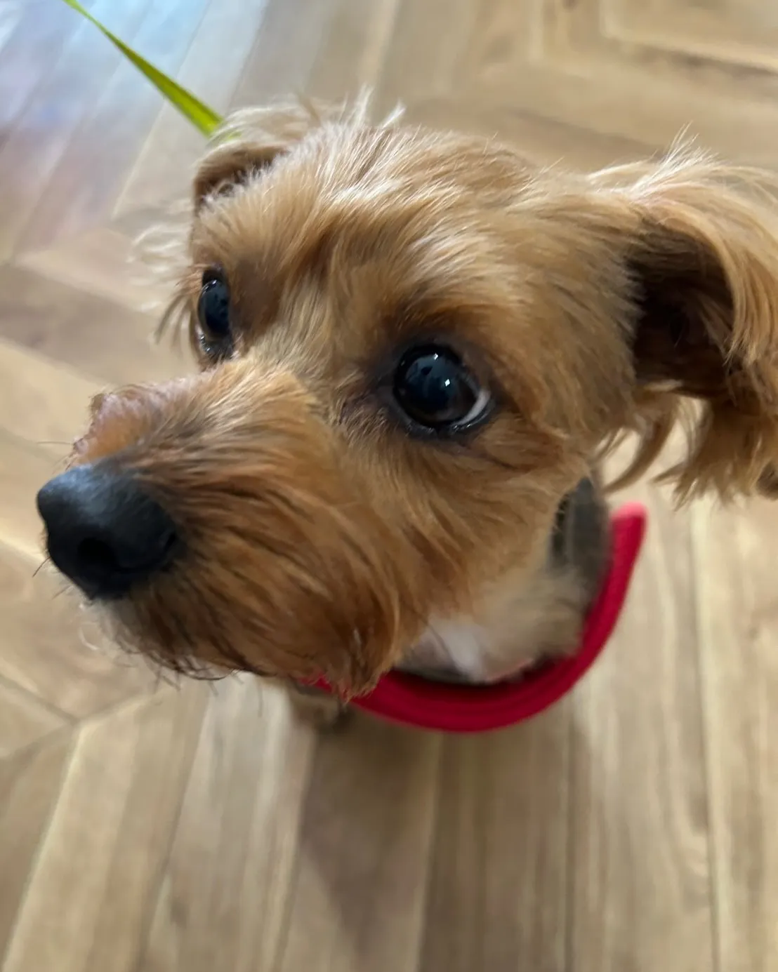 YouTubeきっかけでふりりにご来店♪ルークくん(ヨーキー...