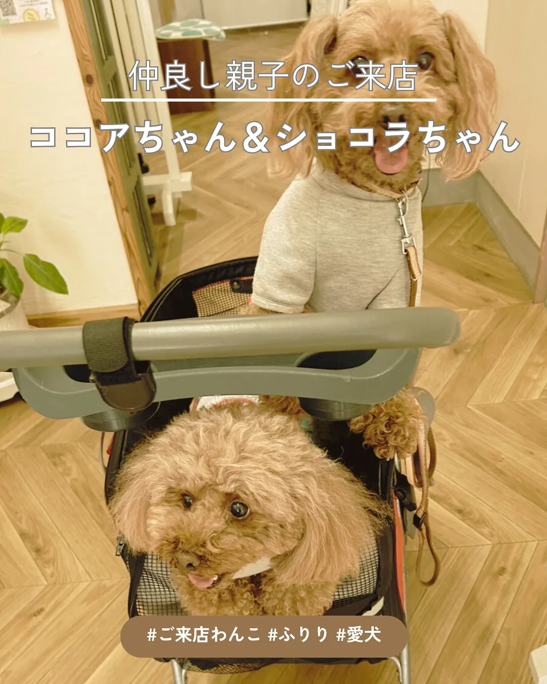 ココアちゃん&ショコラちゃん|再びふりりへ♪無添加おやつで親...