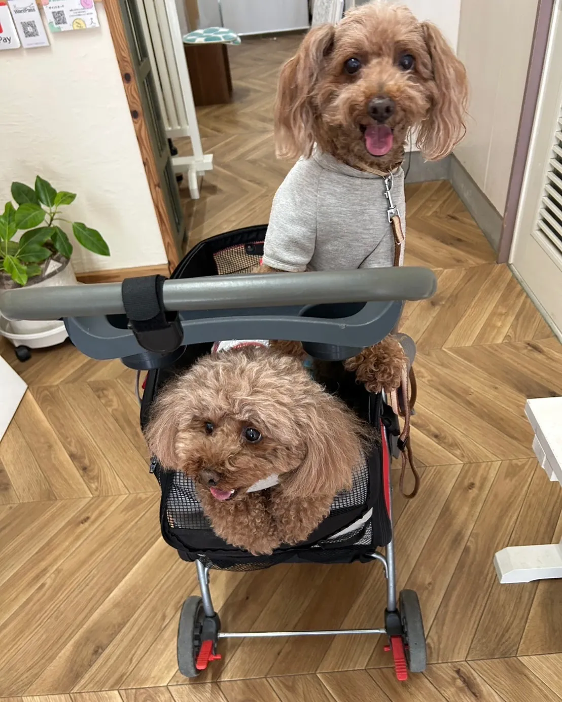 ココアちゃん&ショコラちゃん|再びふりりへ♪無添加おやつで親...