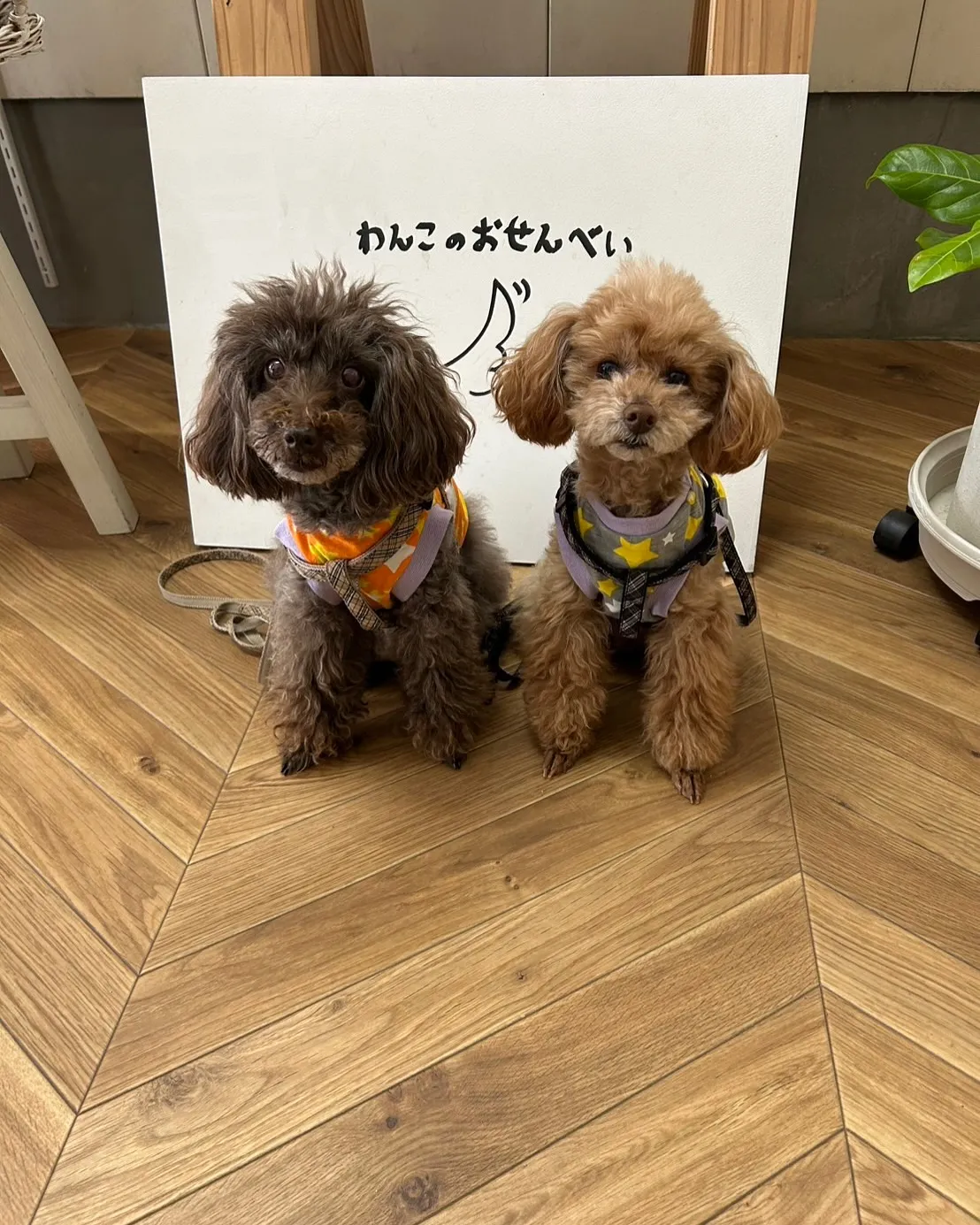 ご来店わんこ🐾 常連さんのラッキーくん＆ななちゃんが今日も遊...