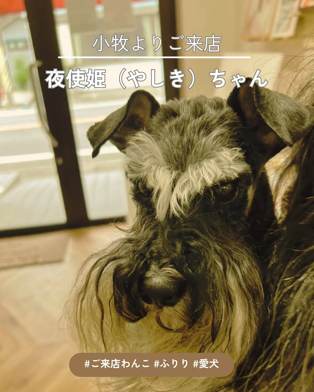 【やしきちゃん(夜使姫)再びご来店♪ふりりでやさしいおやつタ...