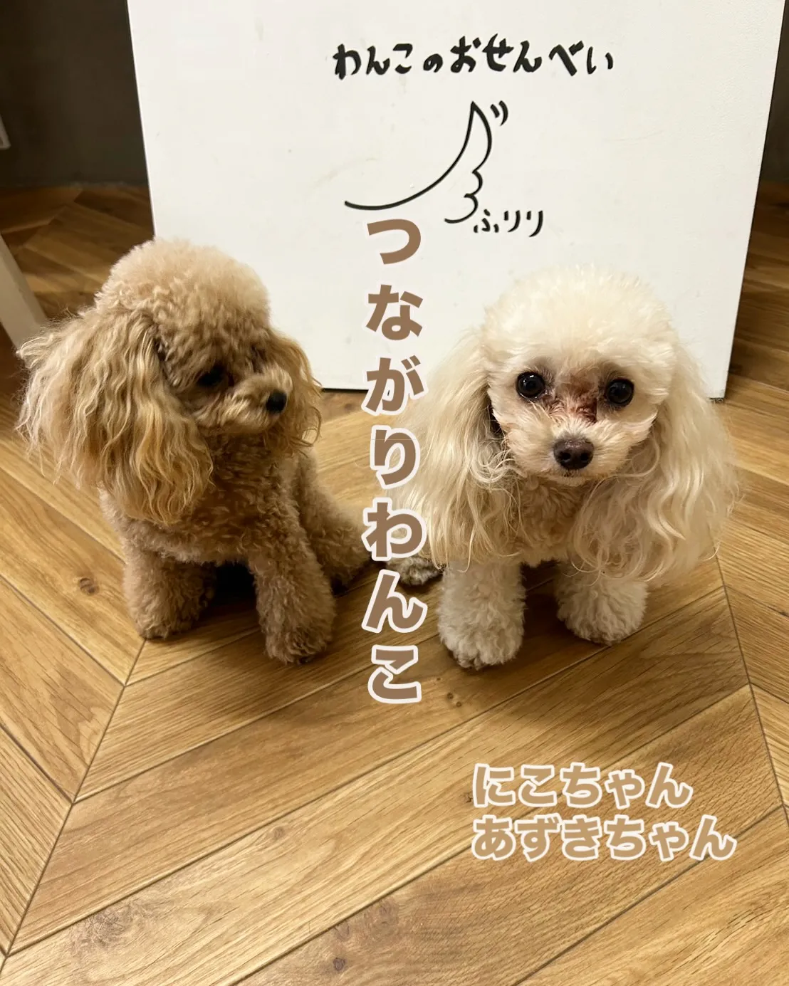 にこちゃん&あずきちゃん、いつも応援ありがとう!雨の日もふり...