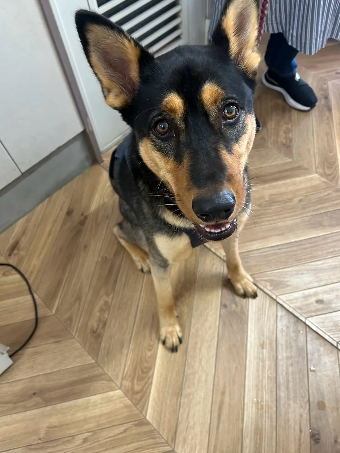 雷くん＆ライラちゃん、そしてお空のおはぎちゃん。