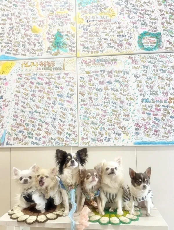 夕方のチワワタイム｜6わんこと過ごすふりりのひととき