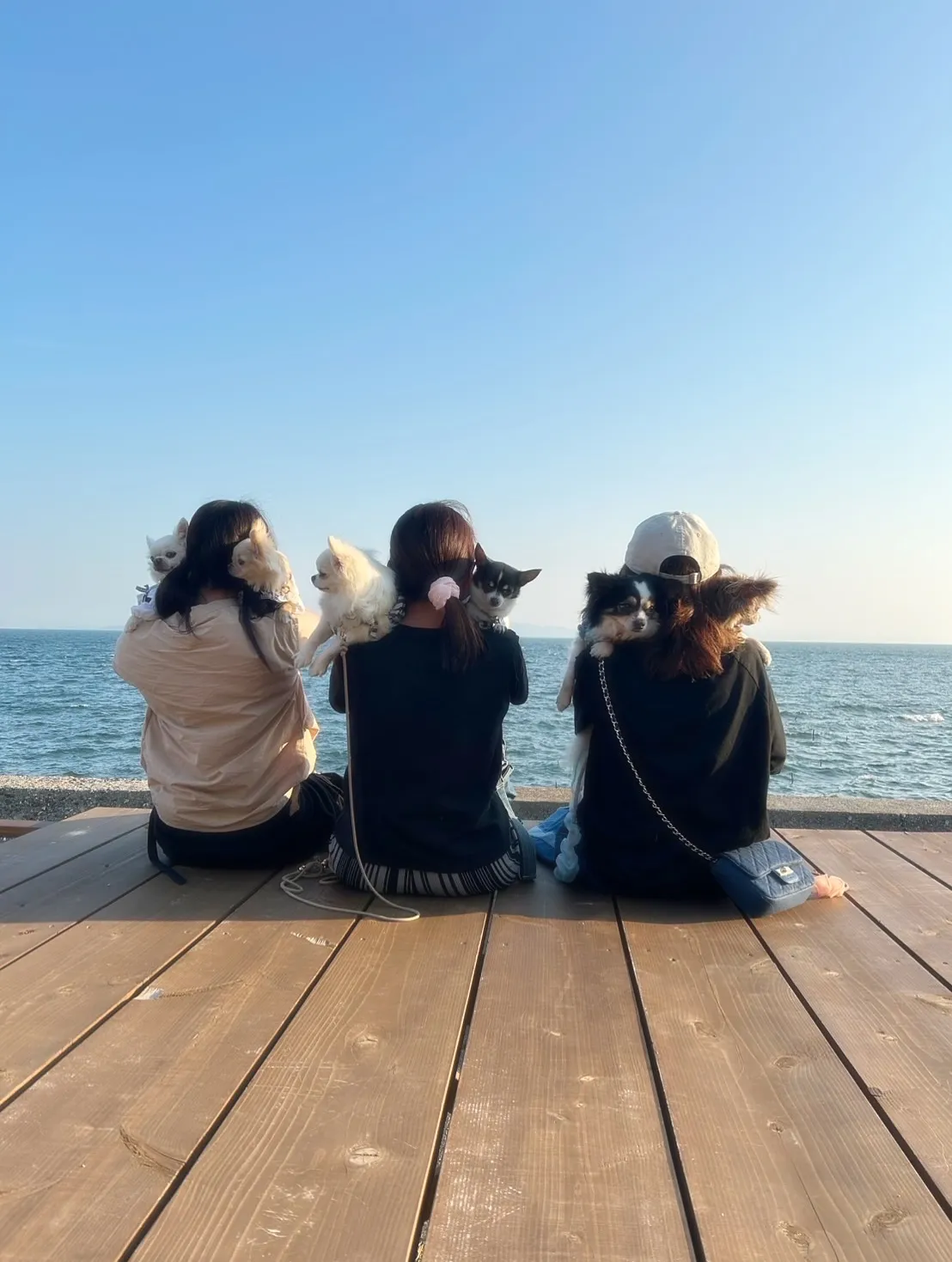 夕方のチワワタイム｜6わんこと過ごすふりりのひととき