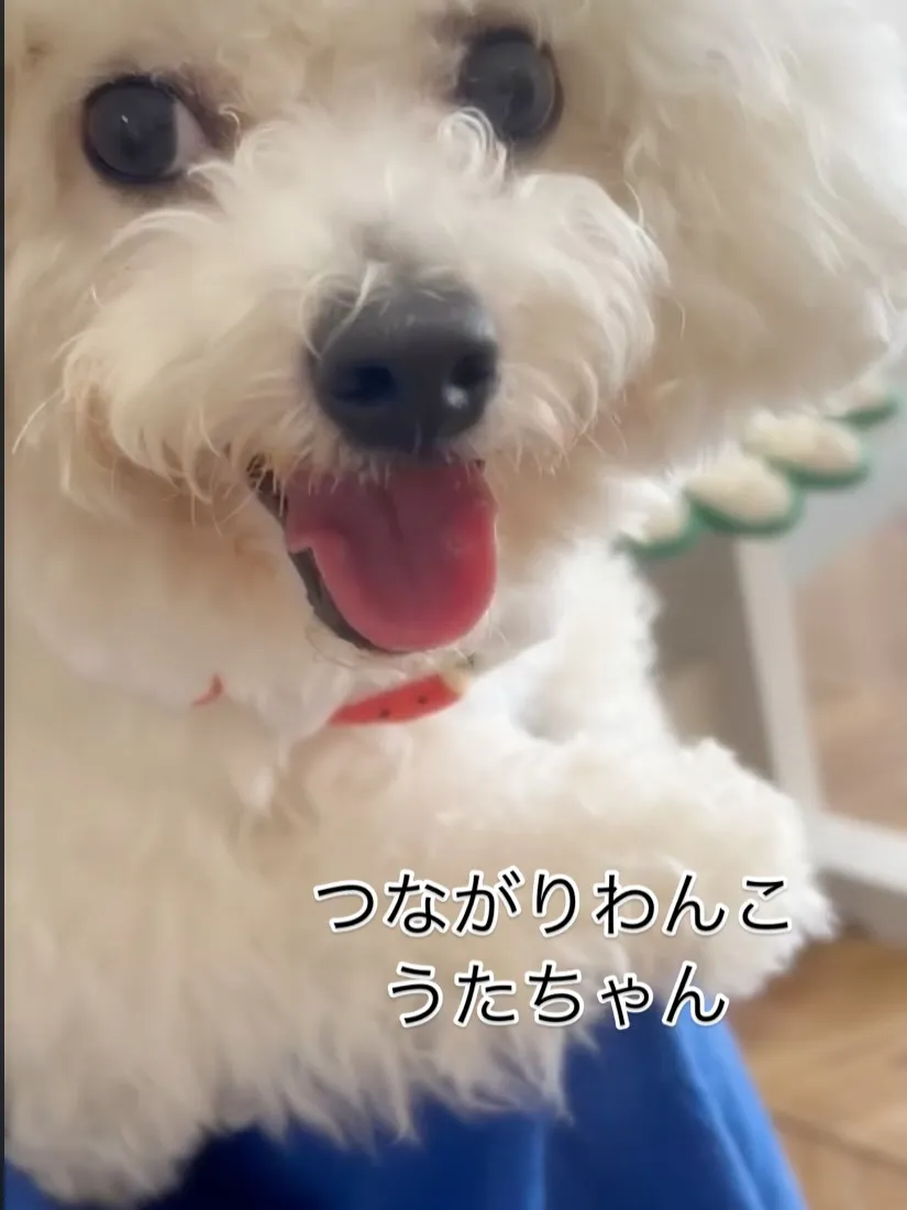 🐾 うたちゃん、はじめてのふりりへ｜つながりわんこ × 無添...