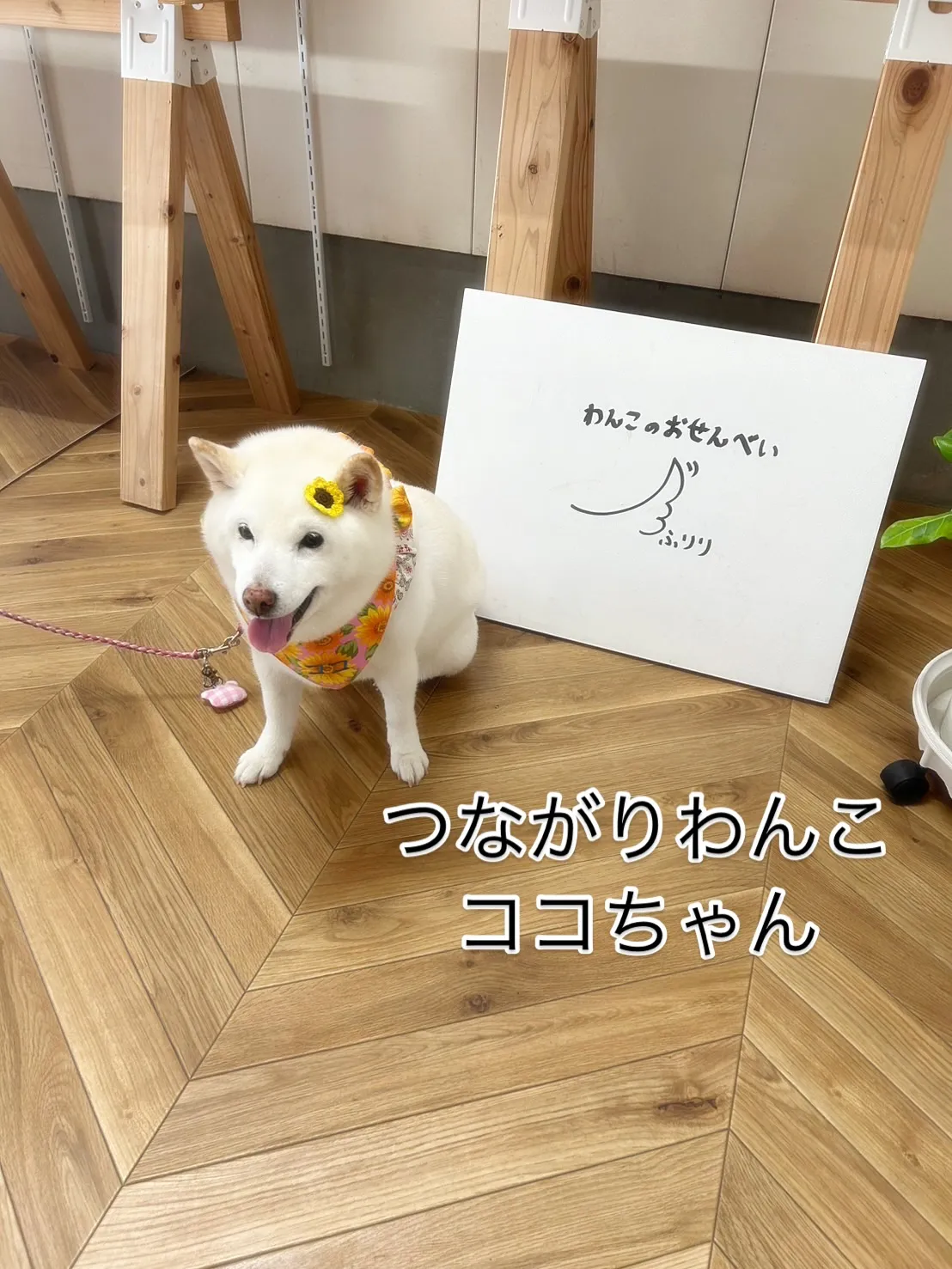 🐾 ココちゃん、しらすのまんまでひと休み｜つながりわんこ ×...