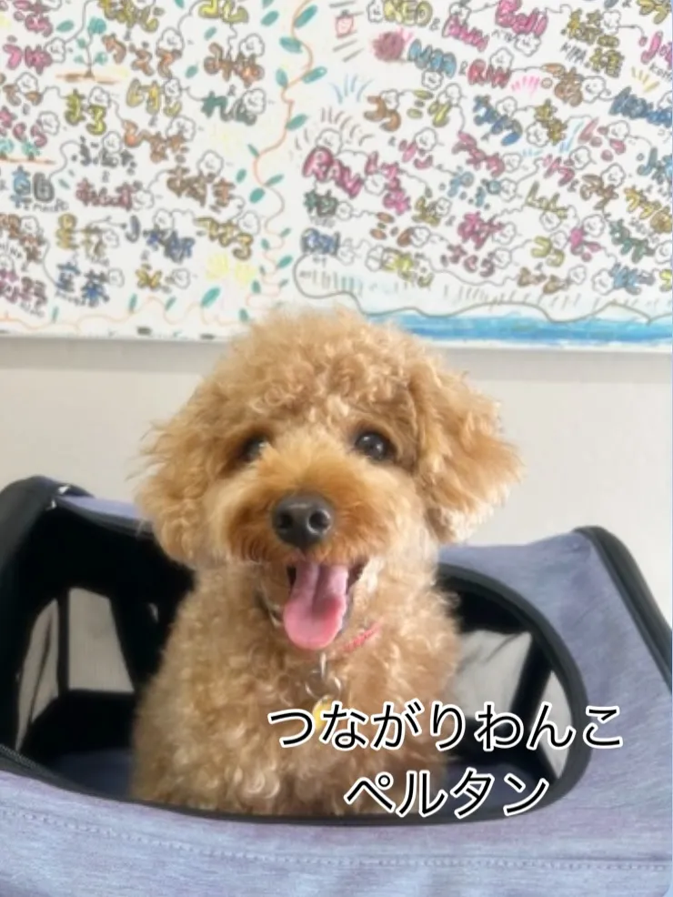 ๐พ ใใซใฟใณใใใใตใใใฎใใใในใๅๆ ผใงใ๐ฏ๏ฝใคใชใใใใ...