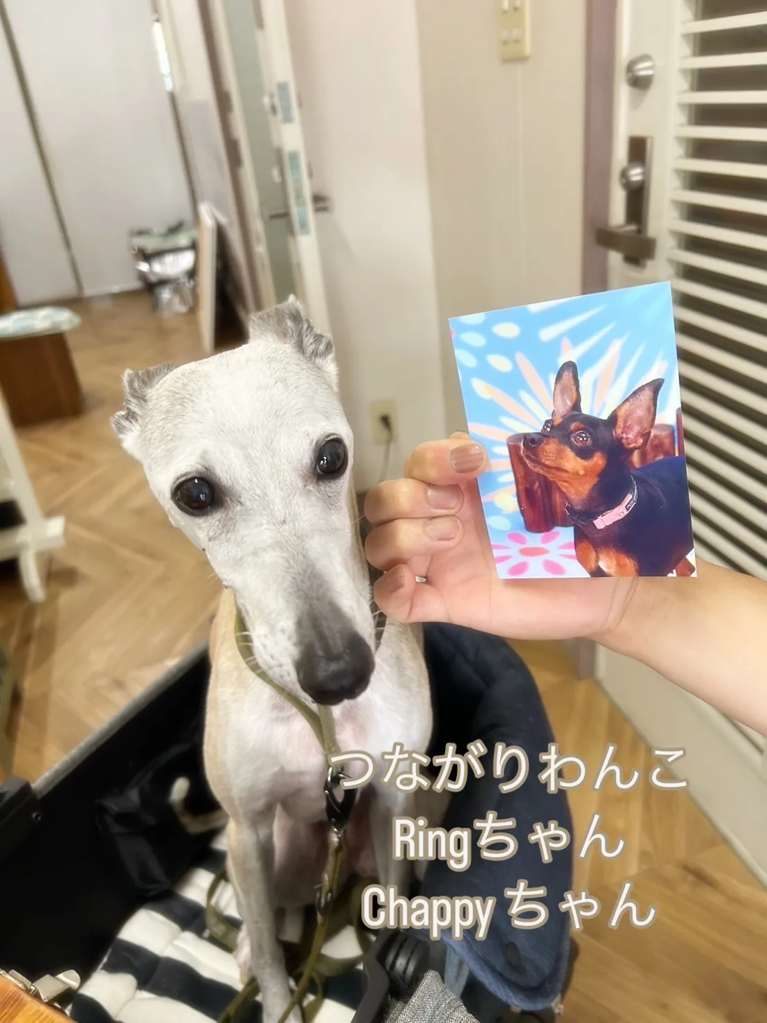 🐾 Ringちゃん、Chappyちゃんへつながるやさしい時間...