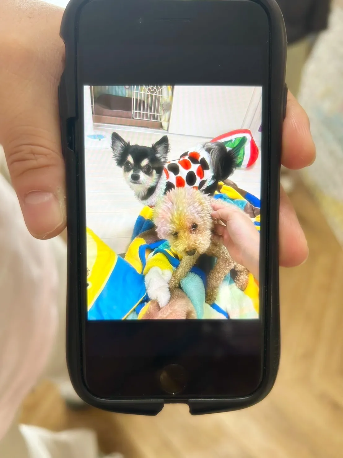 🐾 一子・二子・三子・四太ちゃんファミリー｜はじめてのふりり...