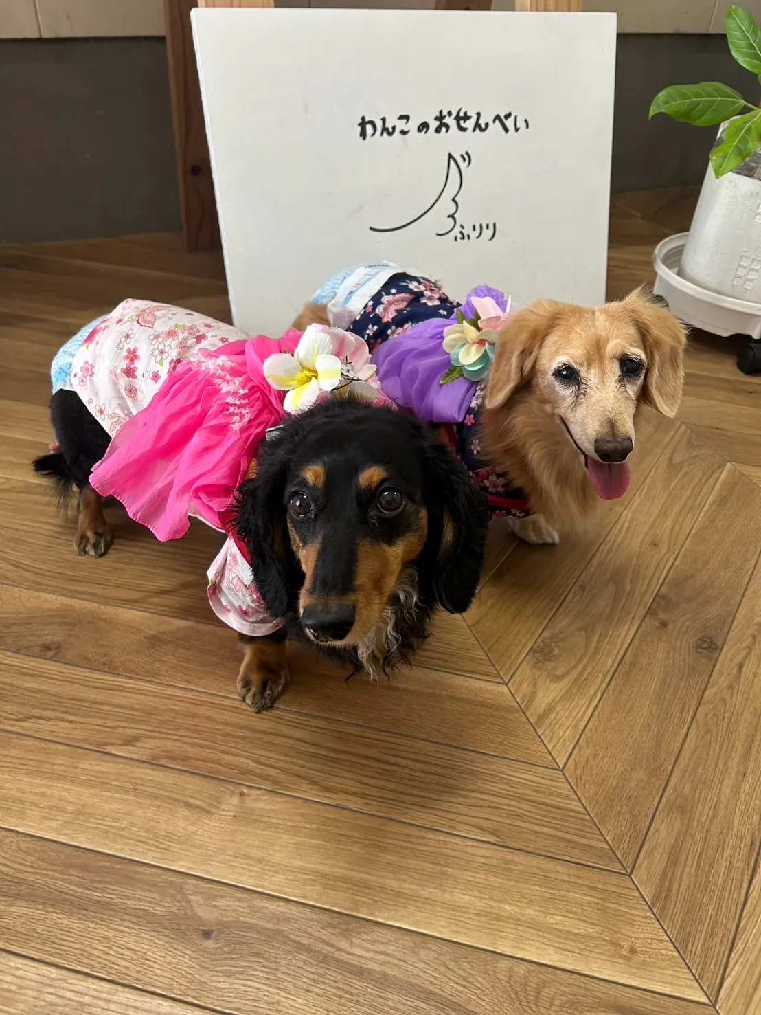 ココちゃん＆ノアちゃん｜浴衣で夏のおでかけ、無添加ふりり