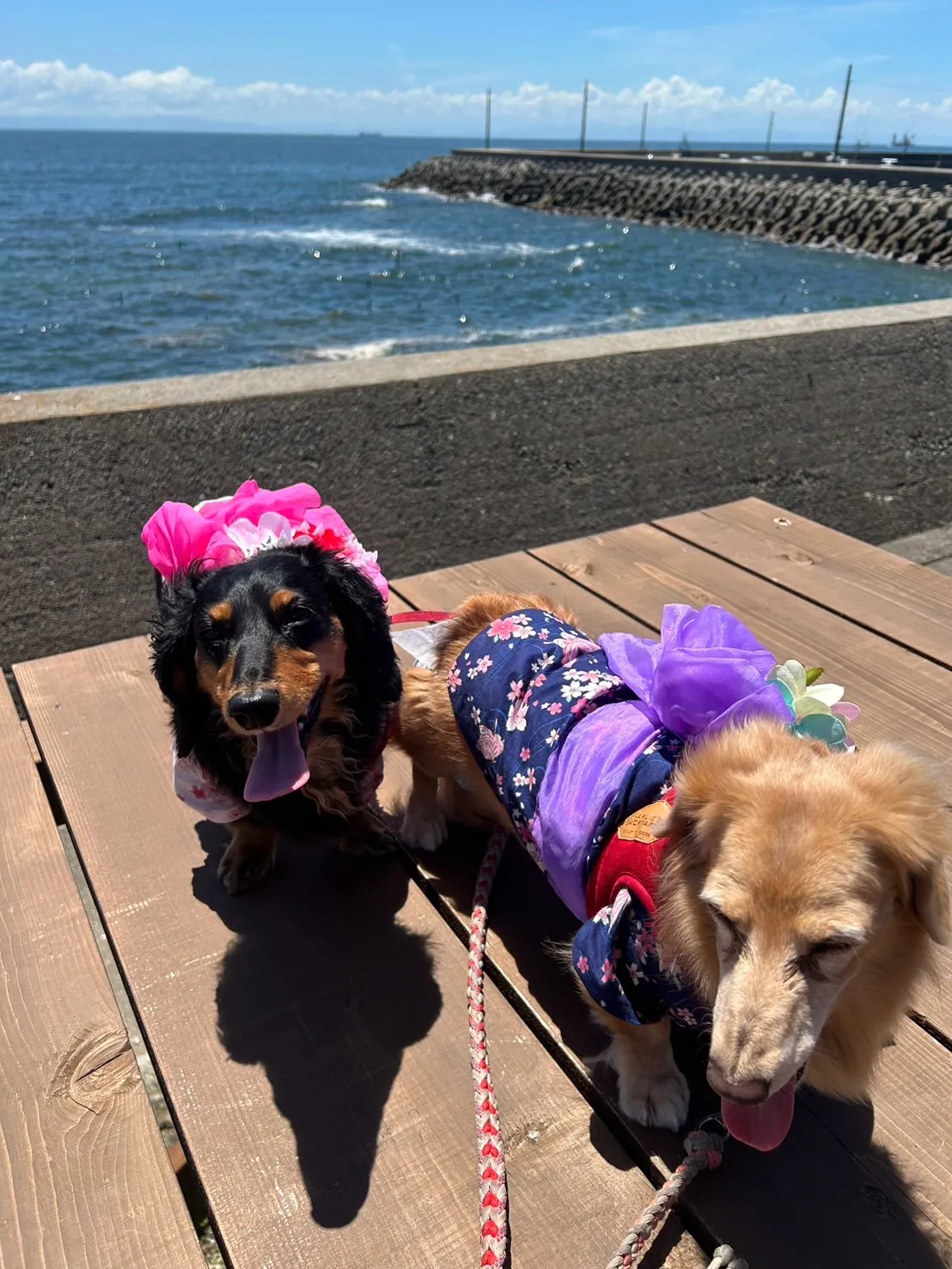 ココちゃん＆ノアちゃん｜浴衣で夏のおでかけ、無添加ふりり