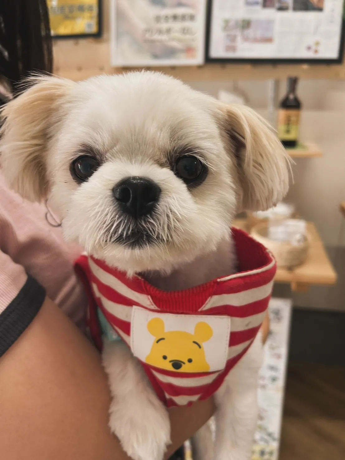 マリーちゃん｜浜松からようこそ、はじめてのふりり体験