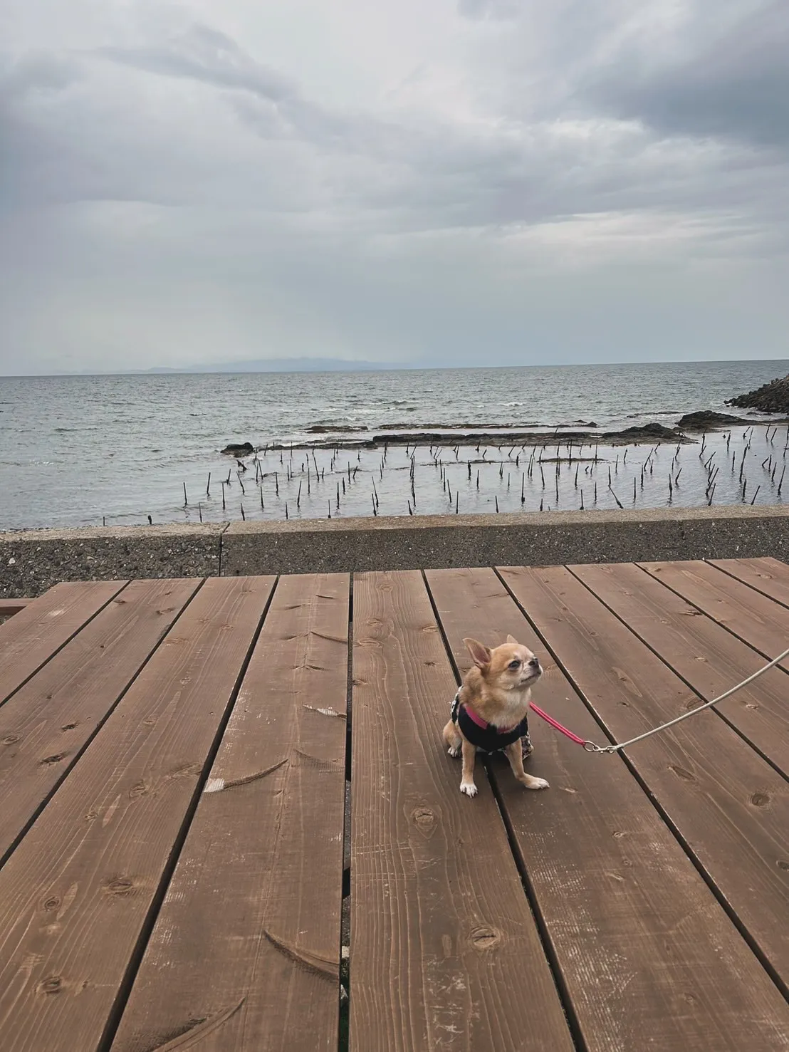 いとちゃん｜千葉からようこそ、ふりりとのご縁