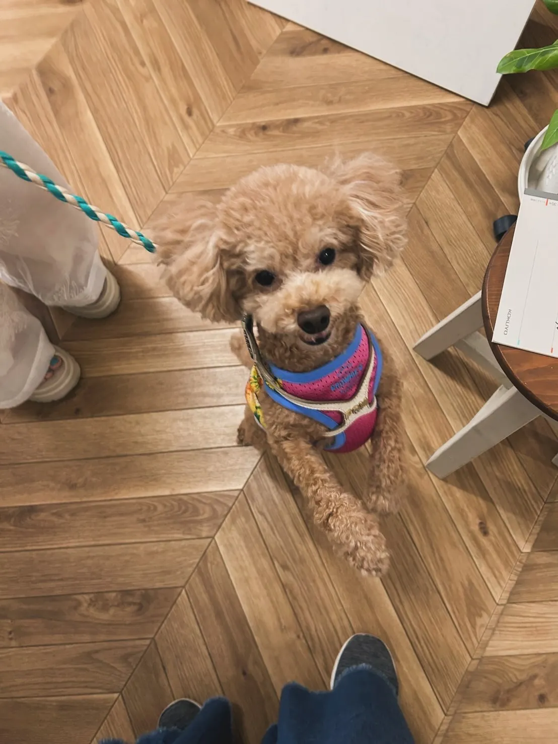 ポムポムくん|ふりりのおせんべい大好き!初めてのわんぼうだい