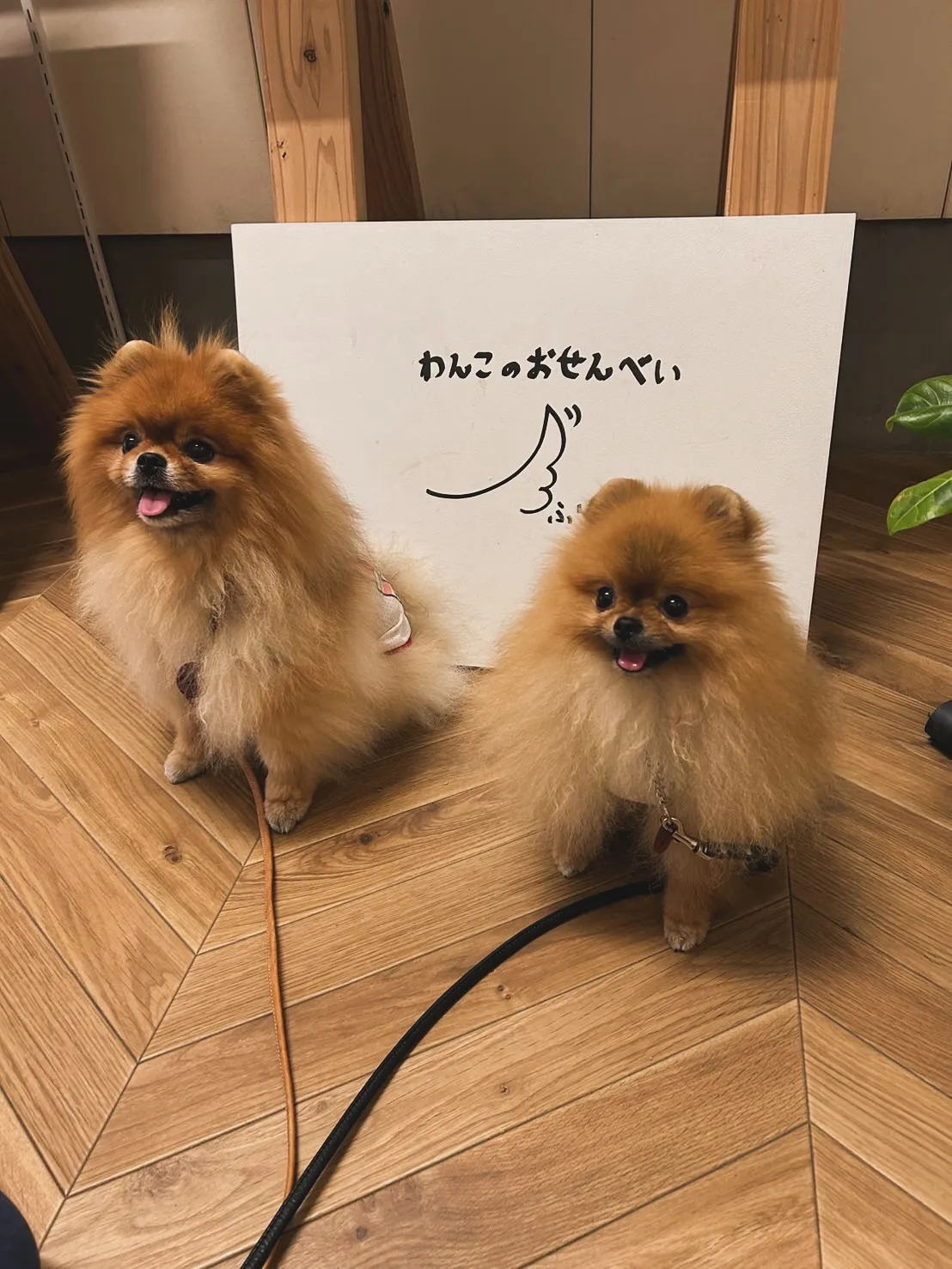 ルルちゃん＆ハンクくん｜ふわふわ笑顔と、ふりりのやさしい時間