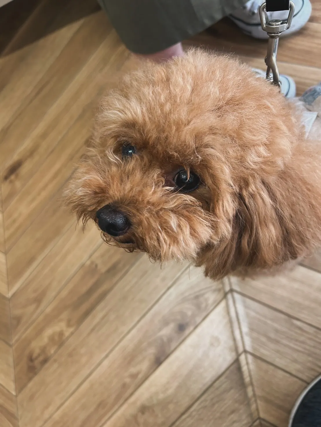 🐾べんとれーくん（トイプードル）初ご来店✨