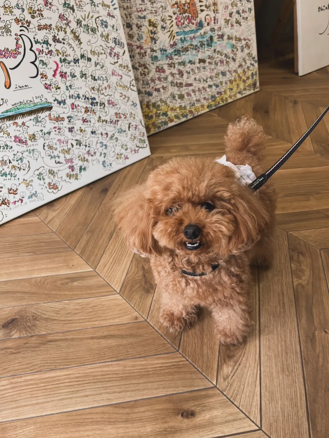 🐾べんとれーくん（トイプードル）初ご来店✨