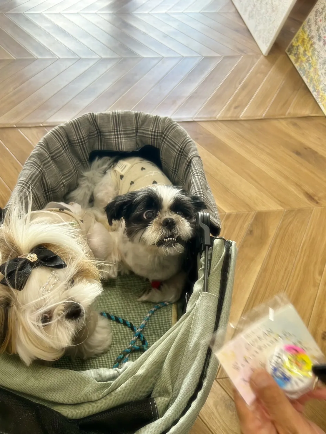 空ちゃん＆天ちゃん｜海風のなかでリラックス、ふりり時間