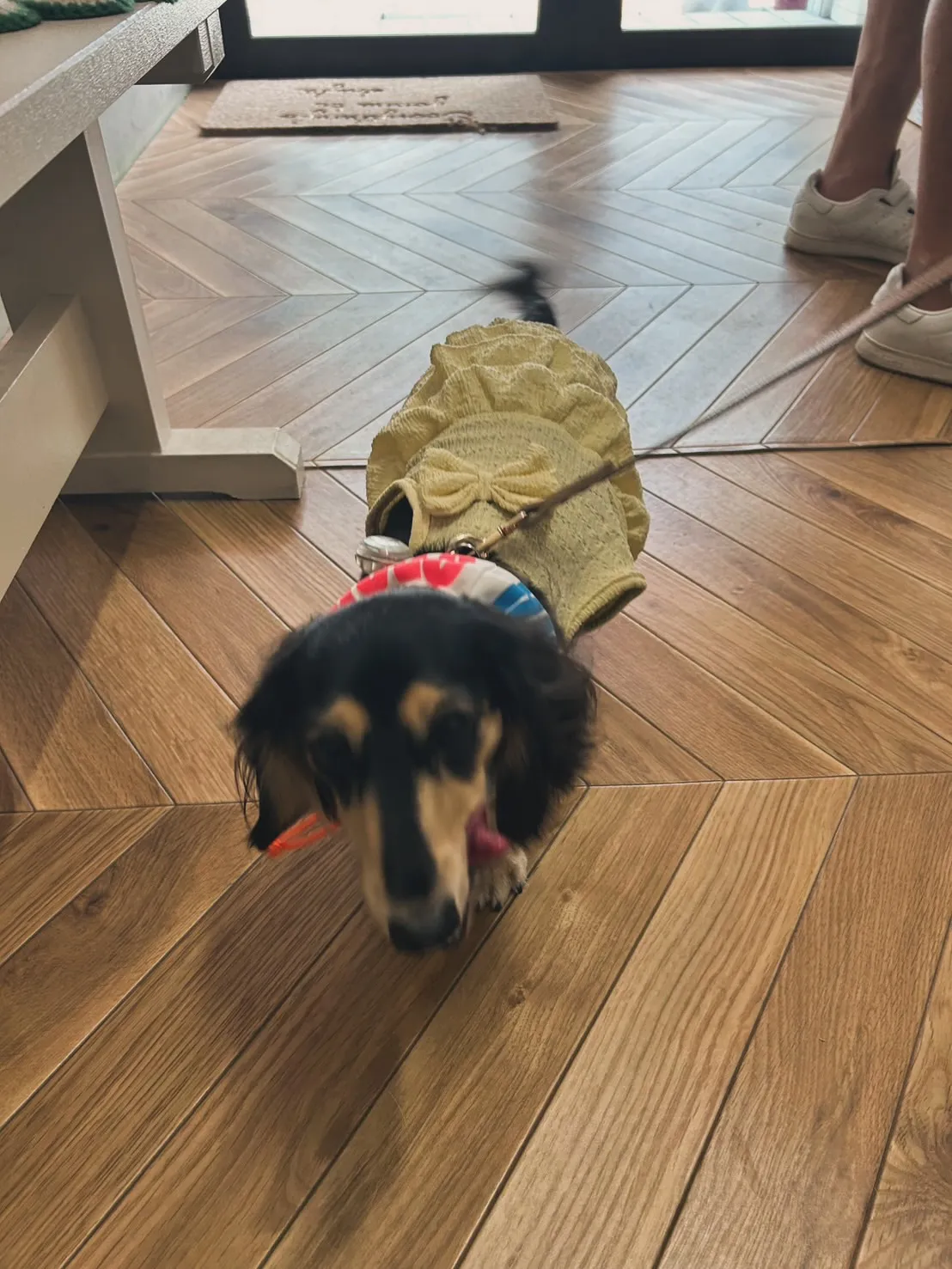 マナくん&リノちゃん|イベントから、はじめての南知多店