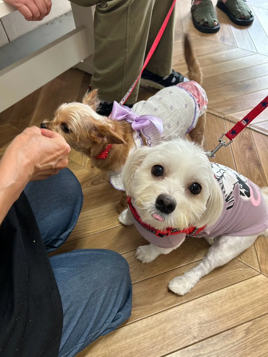 すずちゃん＆らんちゃん｜応援ありがとう、リラックスの合図🐾