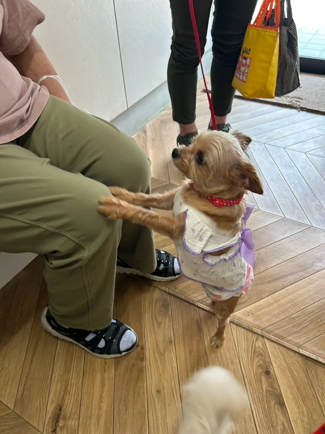 すずちゃん＆らんちゃん｜応援ありがとう、リラックスの合図🐾