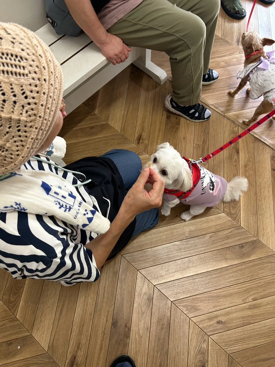 すずちゃん＆らんちゃん｜応援ありがとう、リラックスの合図🐾