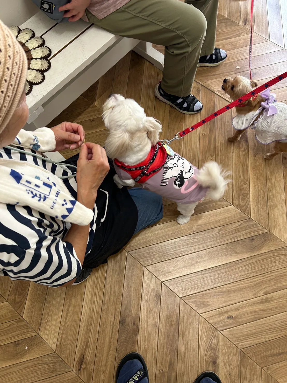 すずちゃん＆らんちゃん｜応援ありがとう、リラックスの合図🐾