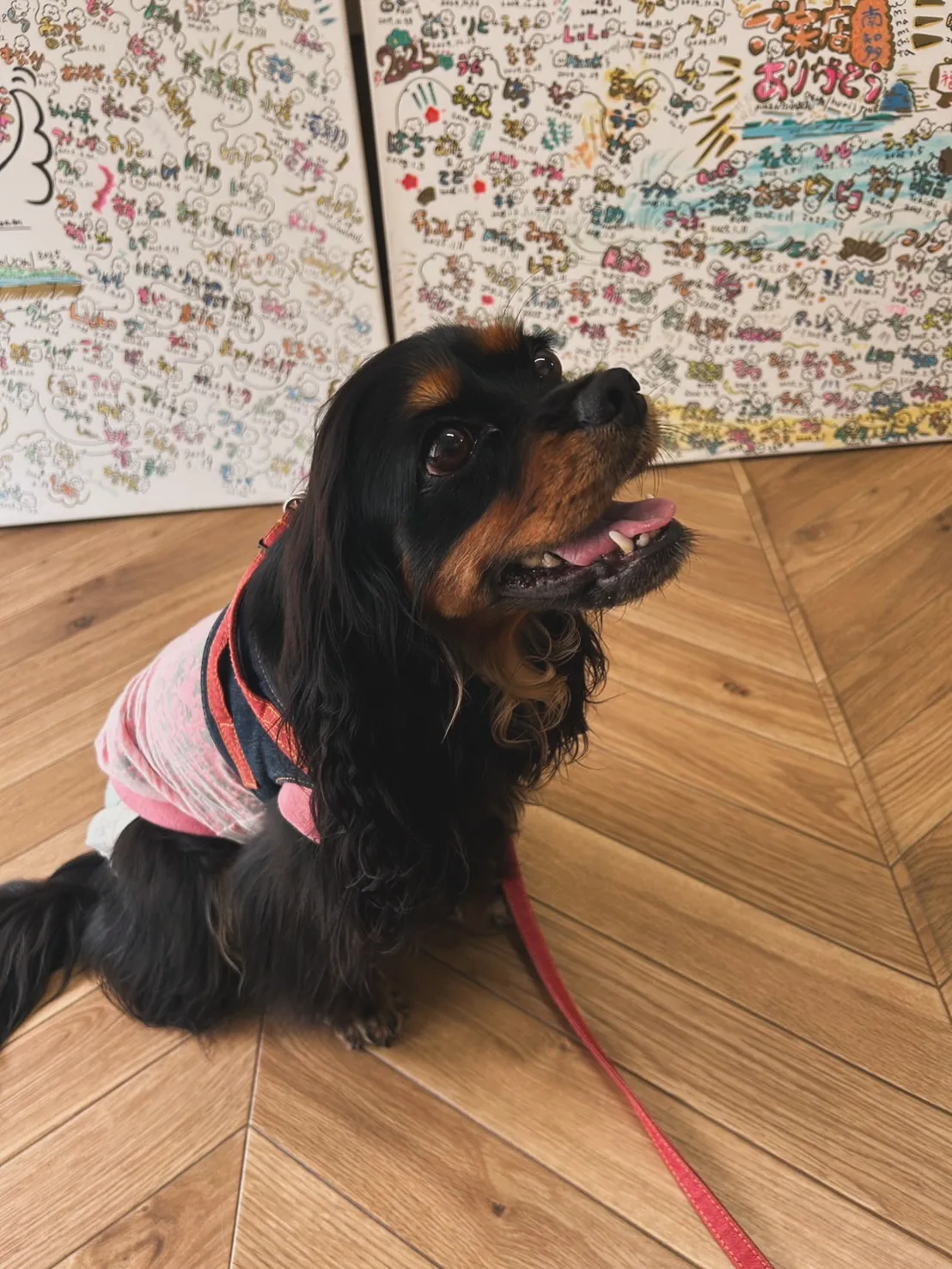 ゆにちゃん｜「おせんべい切れました！」で南知多へ🚗🐾