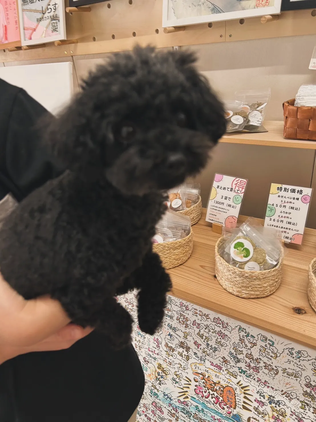 むぎちゃん｜海風とおやつタイム🐾