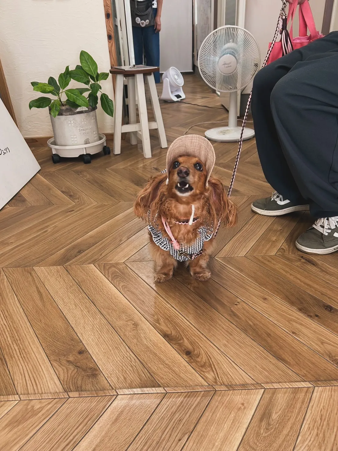 ベルちゃん｜おでかけに一歩ずつ挑戦🐾🔔