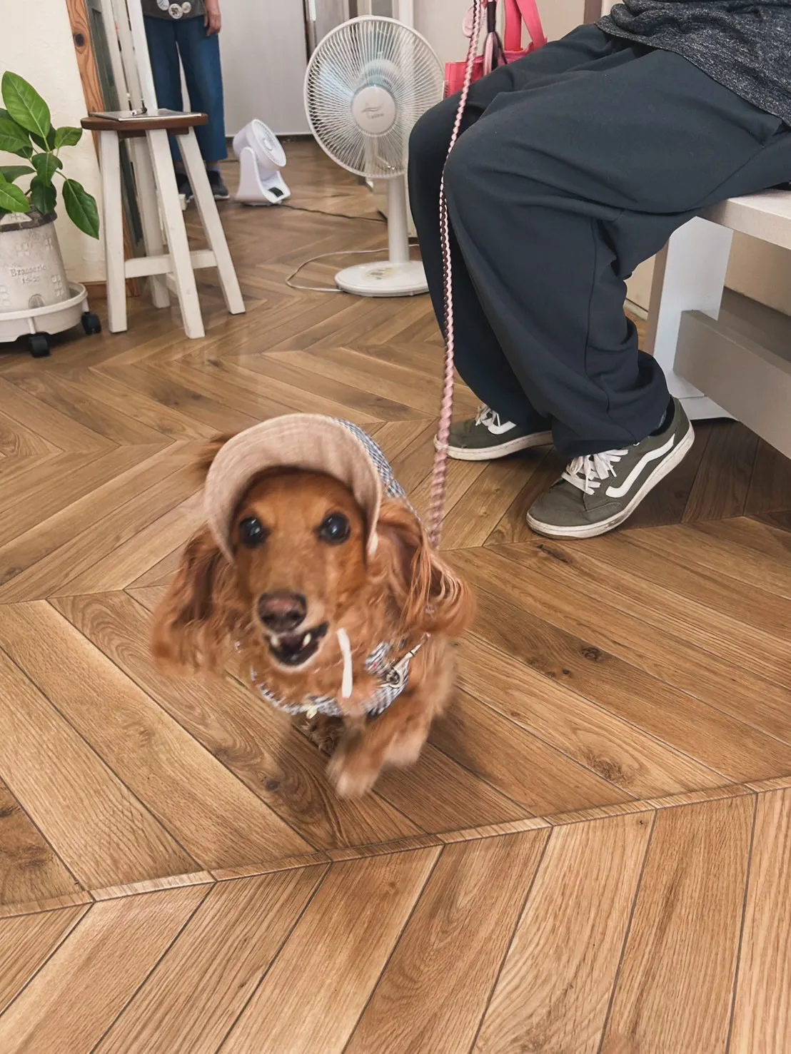 ベルちゃん｜おでかけに一歩ずつ挑戦🐾🔔