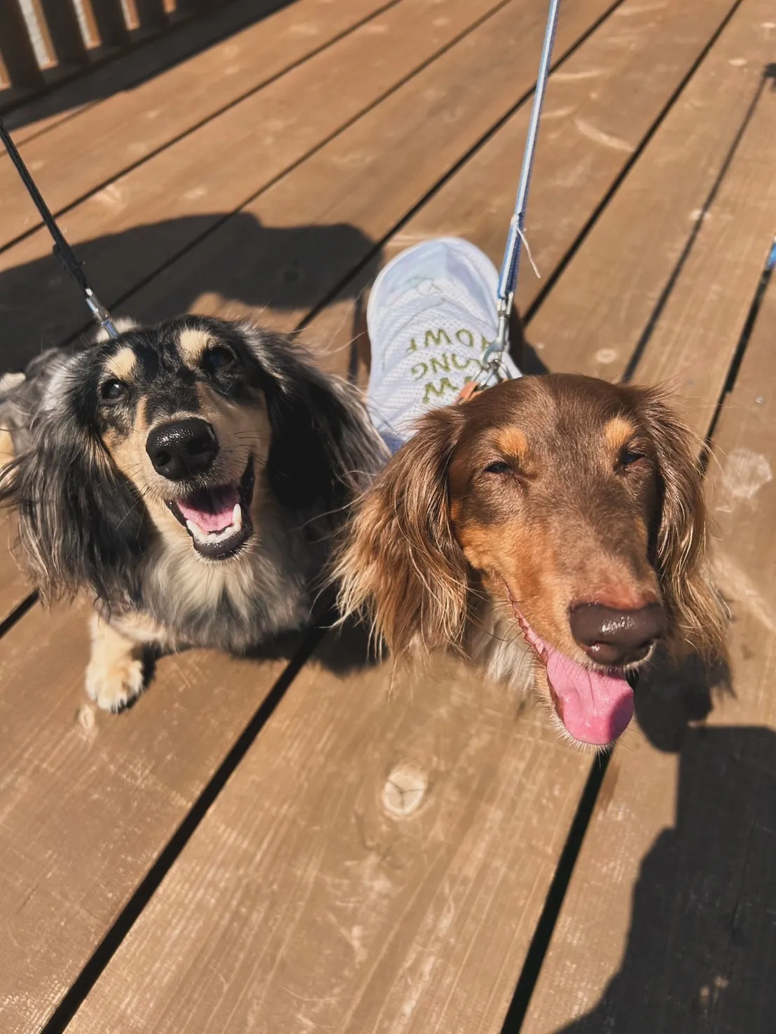 むぎちゃん(4)&ごまちゃん(1)🐾南知多町へ