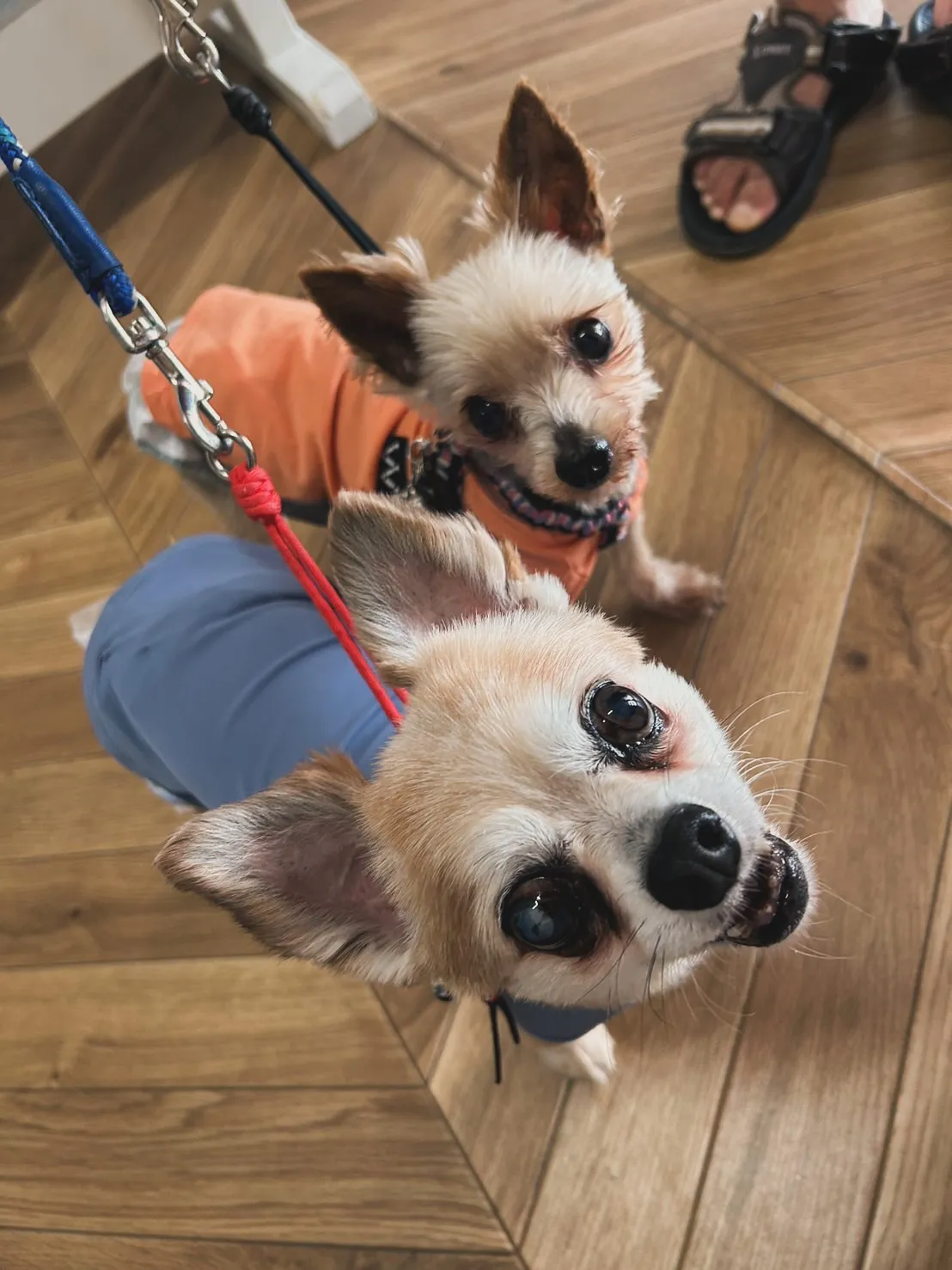 📸ご来店わんこ。
