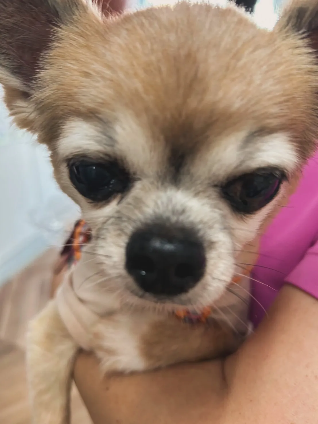 📸ご来店わんこ。