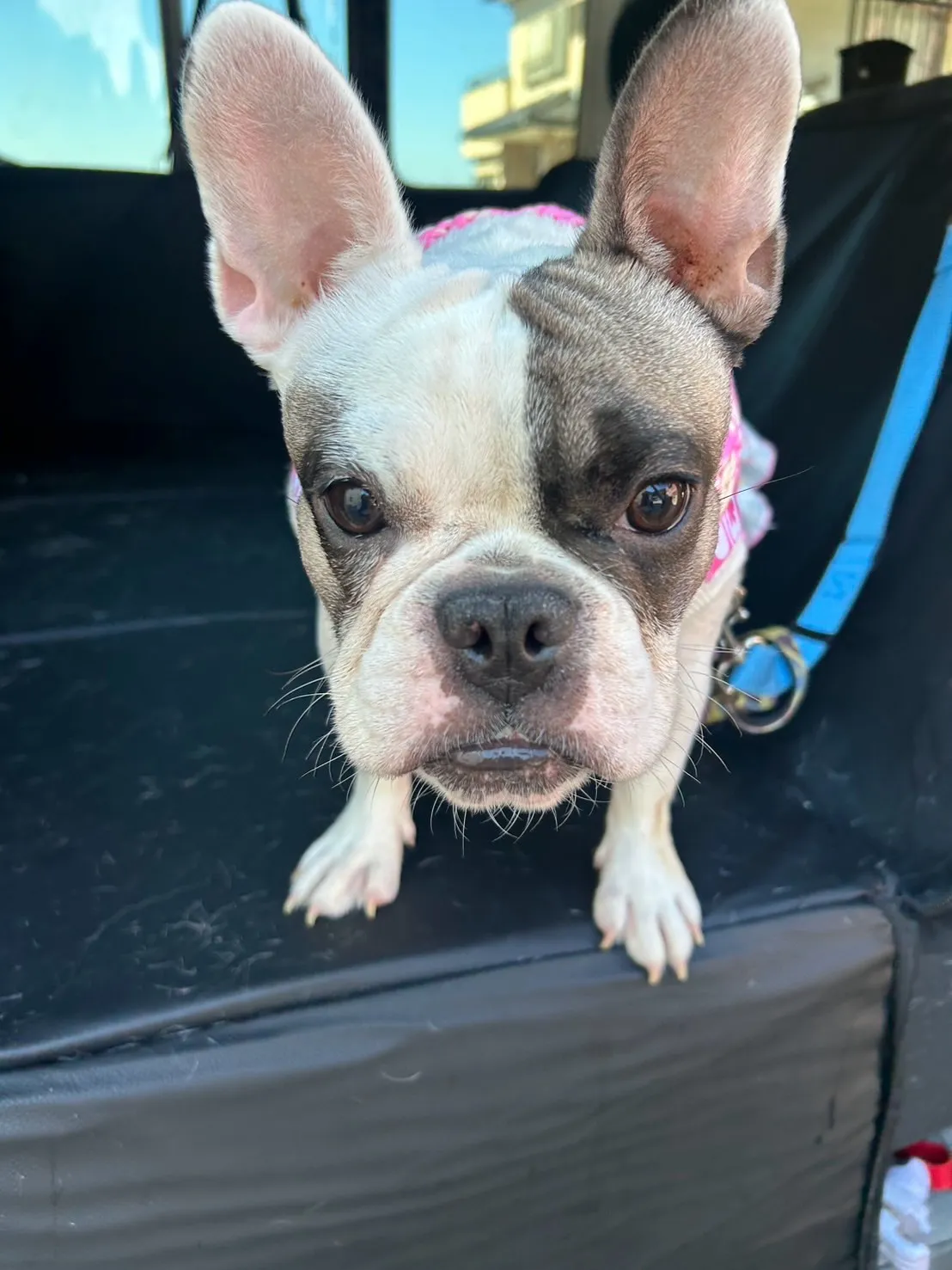 朝イチで各務原からご来店🐾